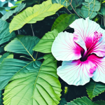 A vibrant hibiscus plant in an outdoor setting